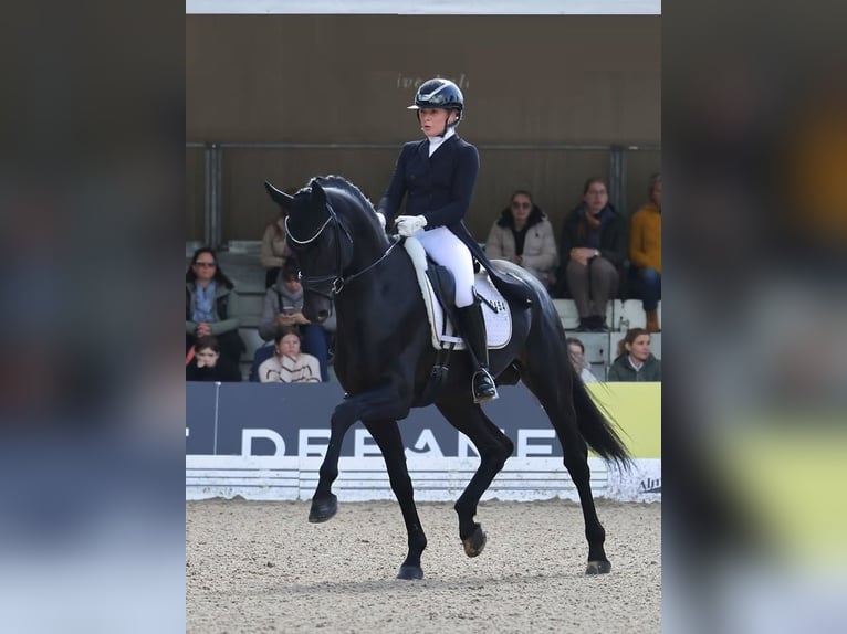 Hannover Castrone 9 Anni 171 cm  in Weilbuch