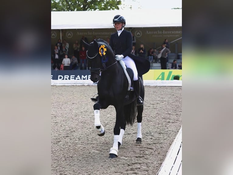 Hannover Castrone 9 Anni 171 cm  in Weilbuch