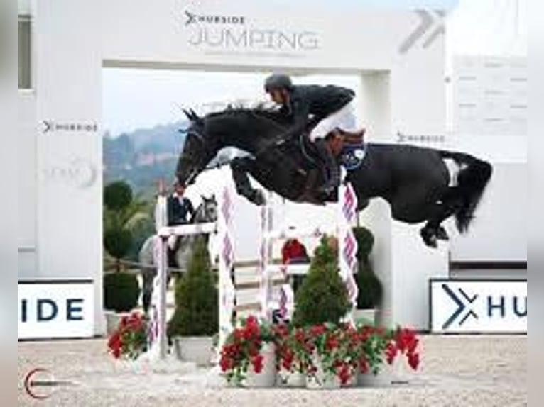 Hannover Castrone 9 Anni 171 cm  in Gumpoldskirchen