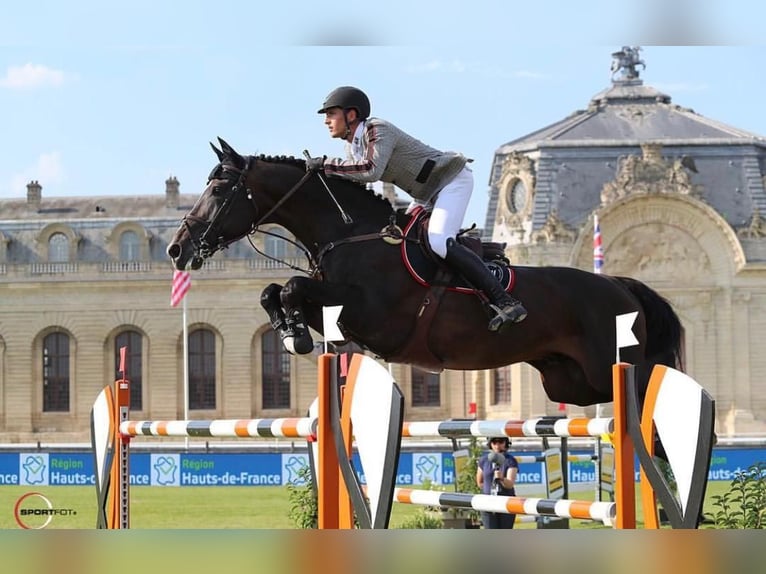 Hannover Castrone 9 Anni 171 cm  in Gumpoldskirchen