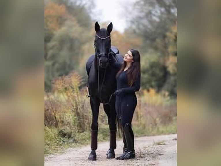 Hannover Castrone 9 Anni 171 cm  in Etten-Leur