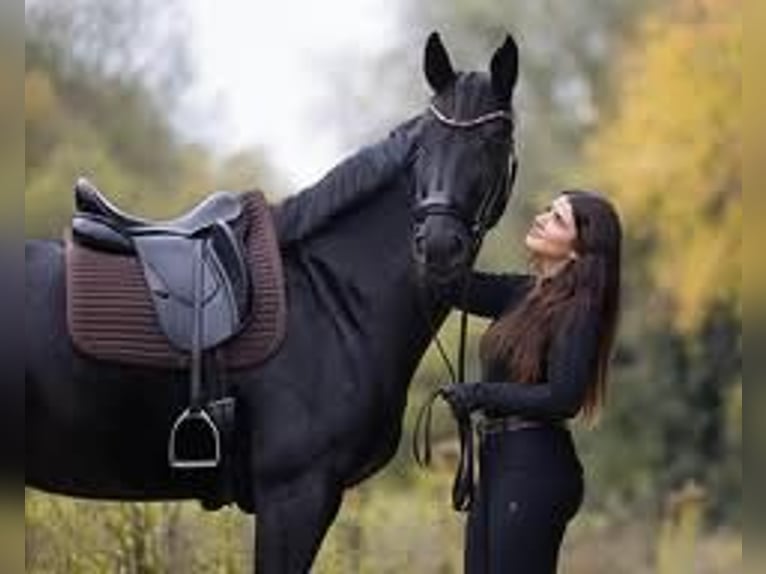 Hannover Castrone 9 Anni 171 cm  in Etten-Leur
