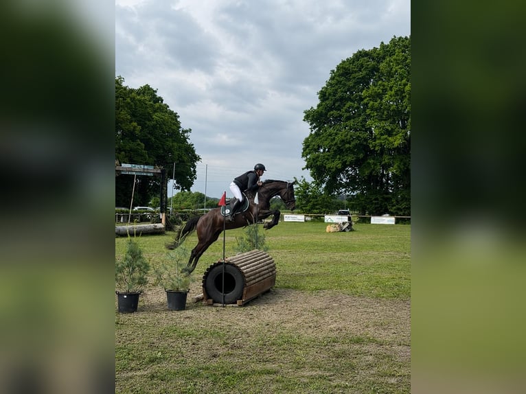 Hannover Castrone 9 Anni 171 cm Sauro scuro in Langenfeld