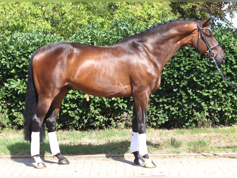 Hannover Castrone 9 Anni 172 cm Baio in Selsingen