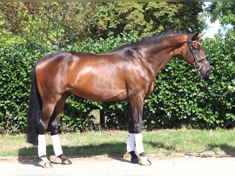 Hannover Castrone 9 Anni 172 cm Baio in Selsingen
