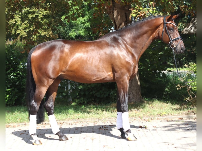 Hannover Castrone 9 Anni 172 cm Baio in Selsingen