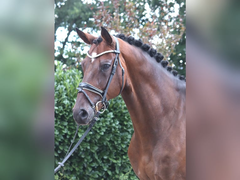 Hannover Castrone 9 Anni 172 cm Baio in Selsingen