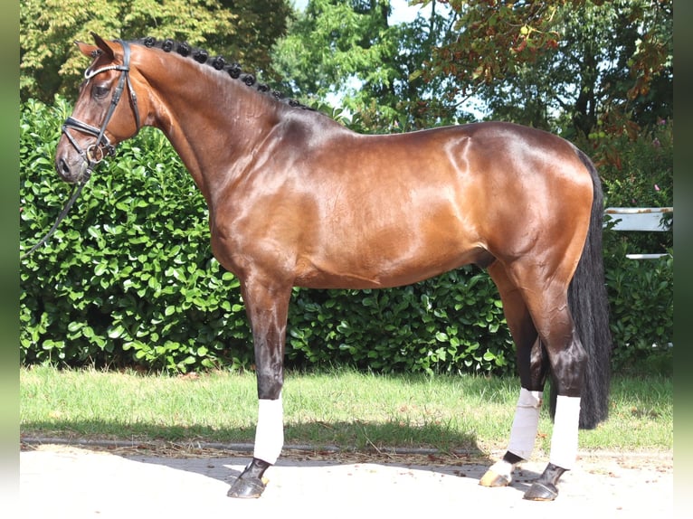 Hannover Castrone 9 Anni 172 cm Baio in Selsingen