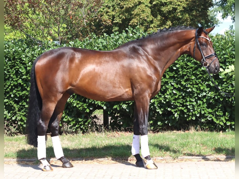 Hannover Castrone 9 Anni 172 cm Baio in Selsingen