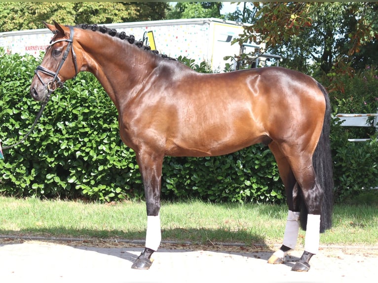 Hannover Castrone 9 Anni 172 cm Baio in Selsingen