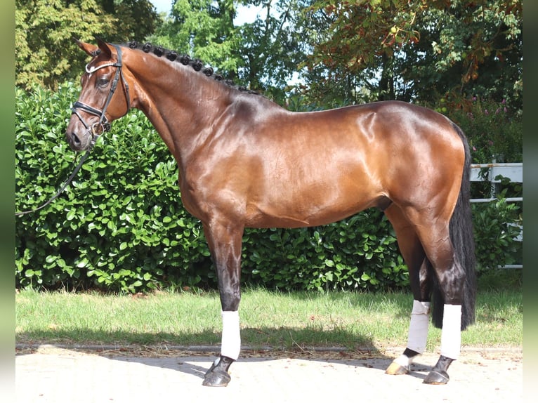 Hannover Castrone 9 Anni 172 cm Baio in Selsingen