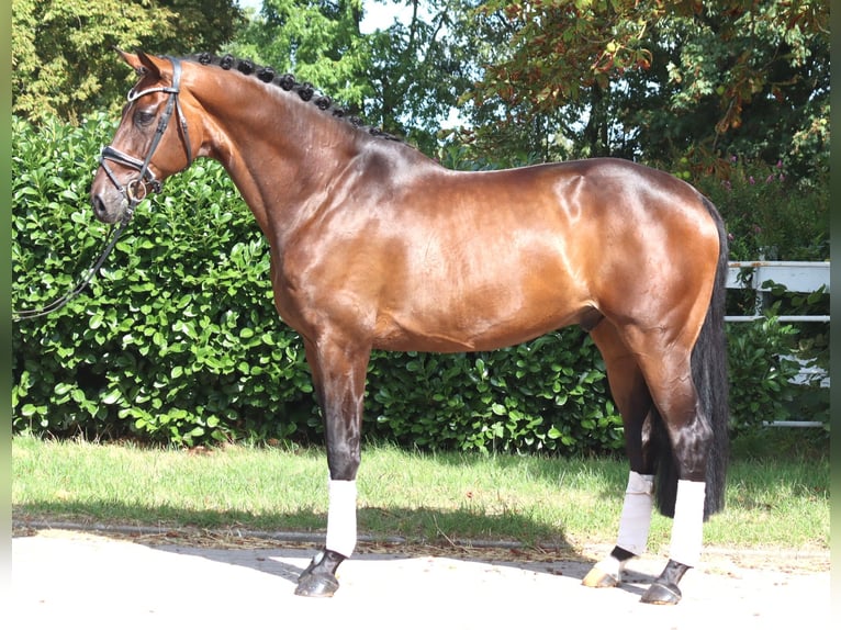 Hannover Castrone 9 Anni 172 cm Baio in Selsingen