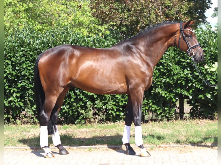 Hannover Castrone 9 Anni 172 cm Baio in Selsingen