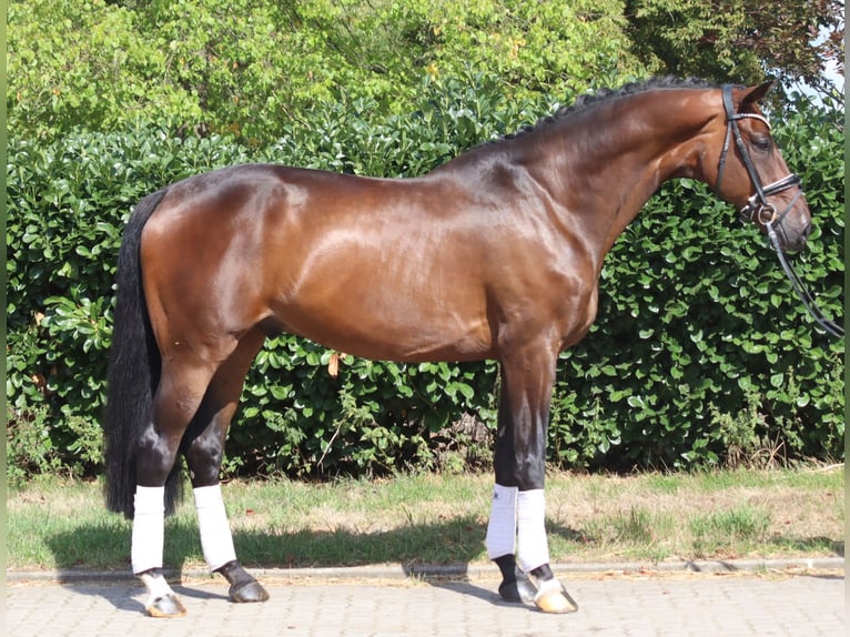 Hannover Castrone 9 Anni 172 cm Baio in Selsingen