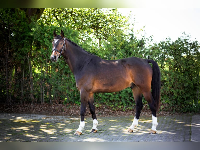 Hannover Castrone 9 Anni 172 cm Baio scuro in Königswinter