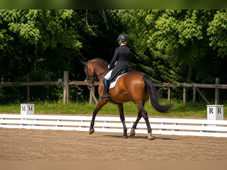 Hannover Castrone 9 Anni 172 cm Baio scuro in Nievre