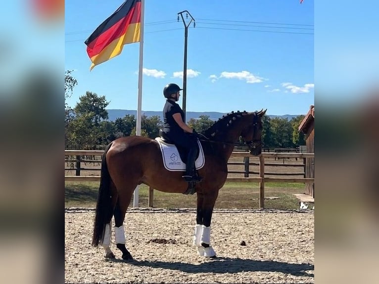Hannover Castrone 9 Anni 172 cm Baio scuro in Nievre