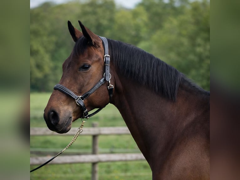 Hannover Castrone 9 Anni 172 cm Baio scuro in Nievre