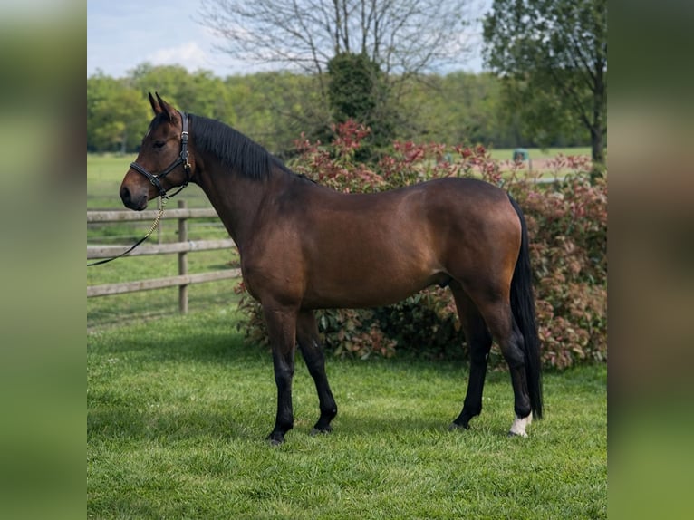 Hannover Castrone 9 Anni 172 cm Baio scuro in Nievre