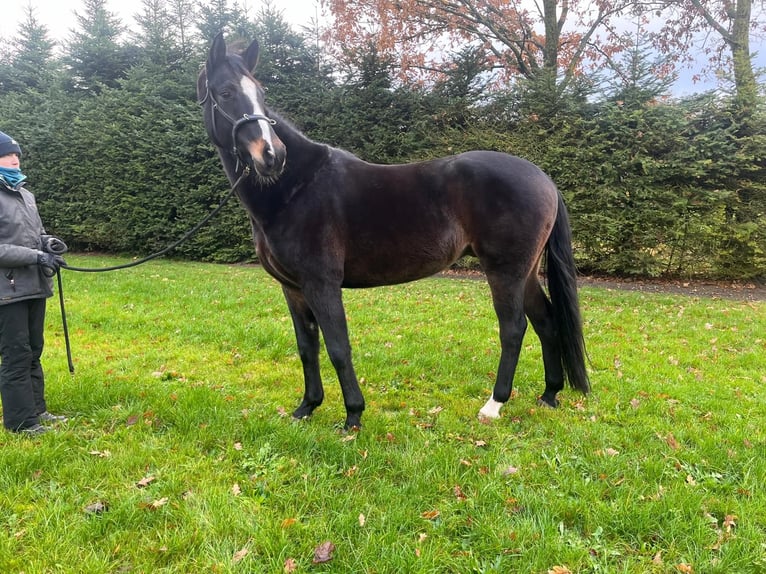 Hannover Castrone 9 Anni 172 cm Baio scuro in Varrel