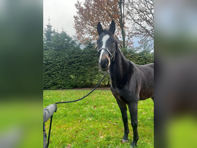 Hannover Castrone 9 Anni 172 cm Baio scuro in Varrel