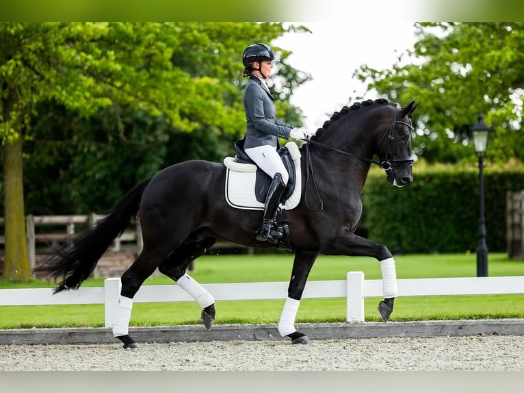 Hannover Castrone 9 Anni 172 cm  in Zürich