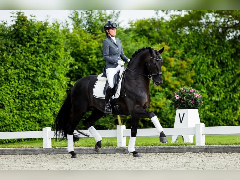 Hannover Castrone 9 Anni 172 cm  in Zürich
