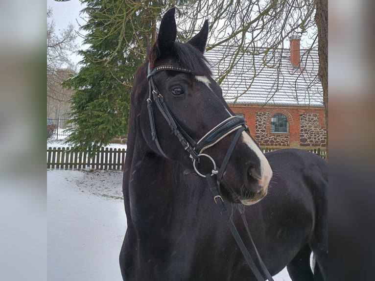 Hannover Castrone 9 Anni 173 cm Baio in Verden