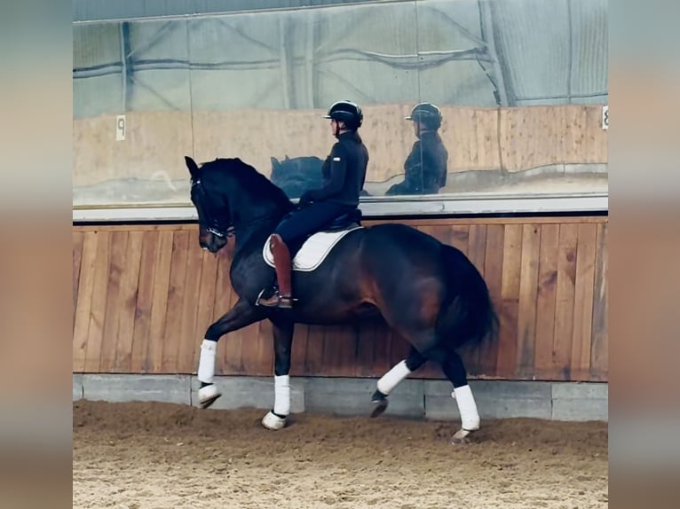 Hannover Castrone 9 Anni 173 cm Baio ciliegia in Zalesie Górne