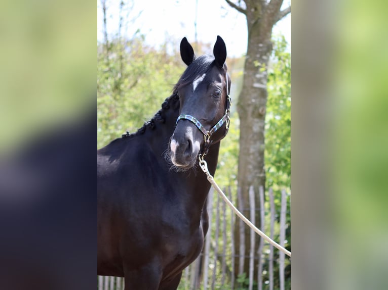 Hannover Castrone 9 Anni 173 cm Baio nero in Leonberg