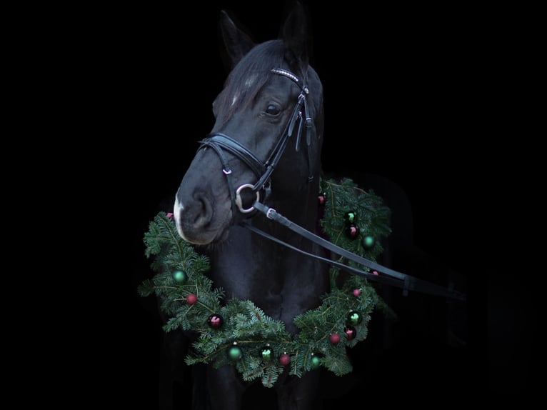 Hannover Castrone 9 Anni 173 cm Baio nero in Leonberg