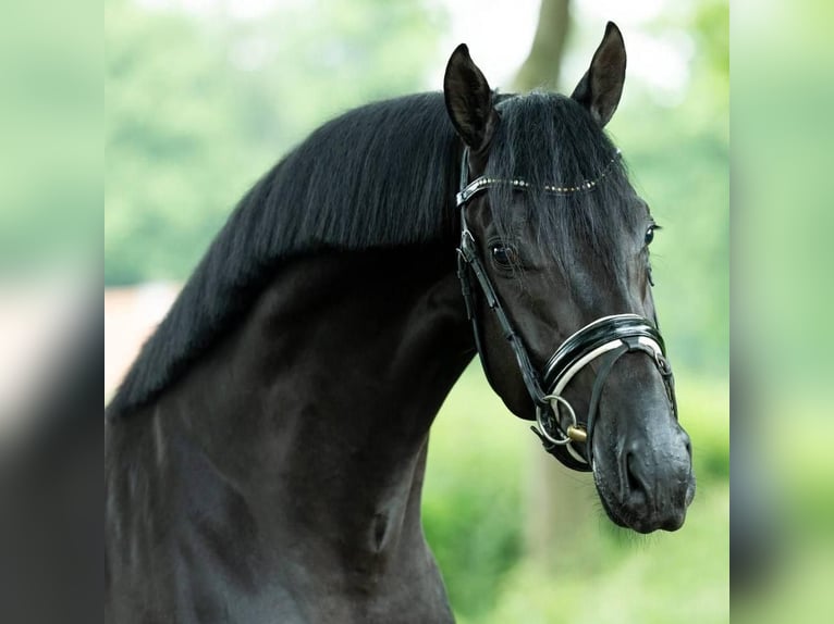 Hannover Castrone 9 Anni 173 cm  in Dietzenbach