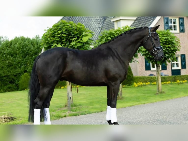 Hannover Castrone 9 Anni 173 cm  in Dietzenbach