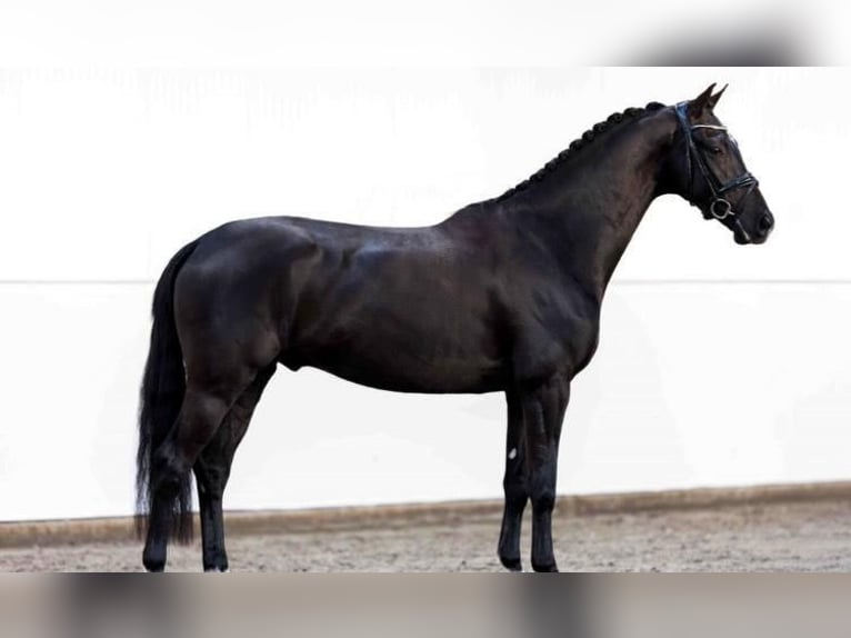 Hannover Castrone 9 Anni 173 cm  in Stuttgart Stuttgart-Nord