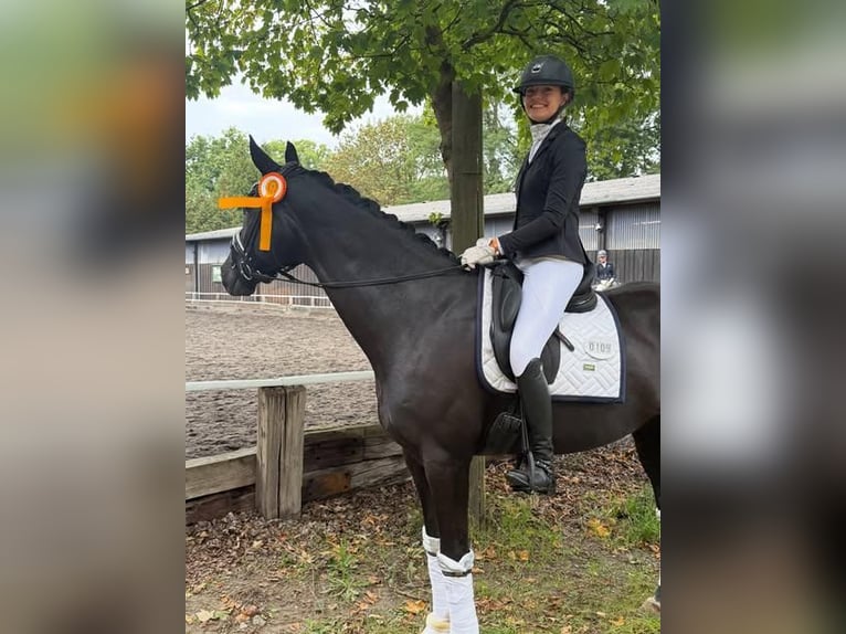 Hannover Castrone 9 Anni 173 cm  in Wien, Alsergrund