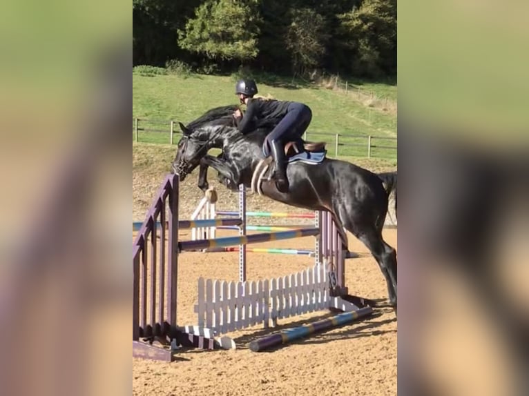 Hannover Castrone 9 Anni 173 cm  in Bordeaux