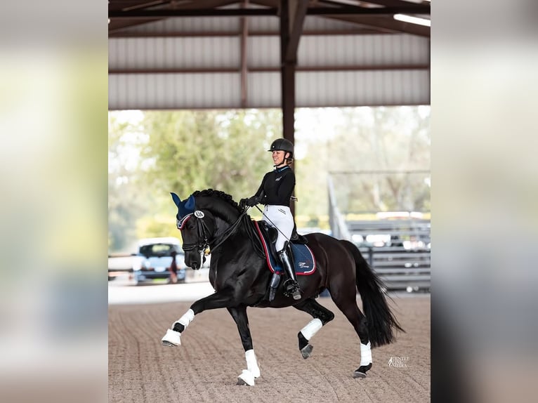 Hannover Castrone 9 Anni 173 cm  in Bordeaux