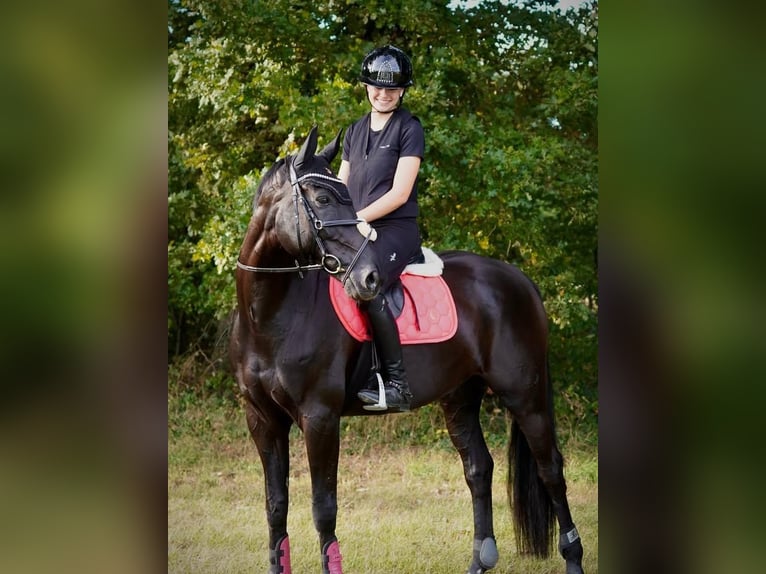 Hannover Castrone 9 Anni 173 cm  in Winterthur