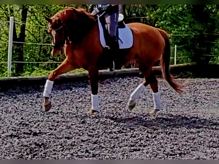 Hannover Castrone 9 Anni 173 cm Sauro in Donzdorf