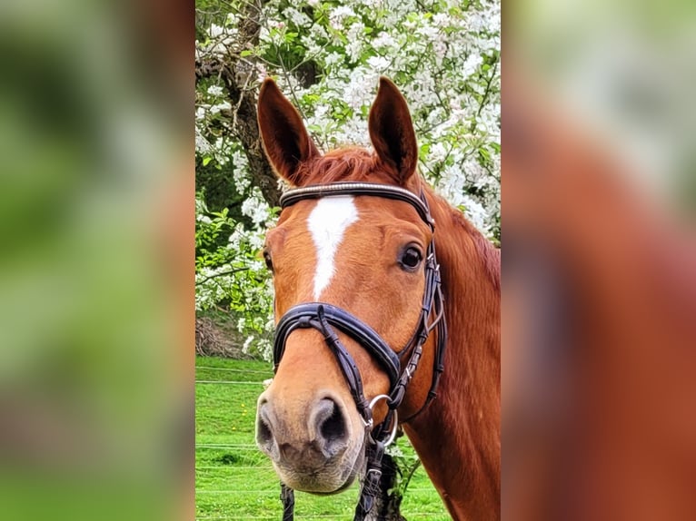 Hannover Castrone 9 Anni 173 cm Sauro in Donzdorf