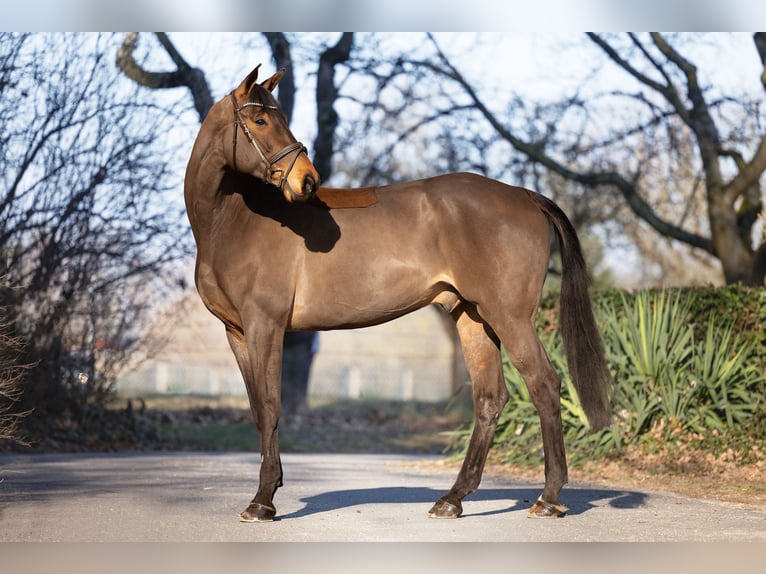 Hannover Castrone 9 Anni 174 cm Baio in Niemegk OT Neuendorf