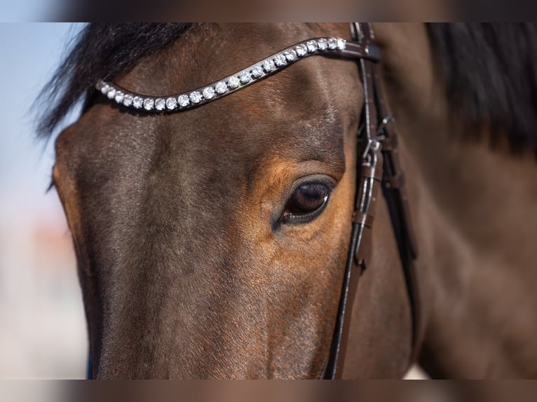 Hannover Castrone 9 Anni 174 cm Baio in Niemegk OT Neuendorf