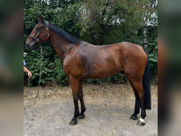 Hannover Castrone 9 Anni 174 cm Baio in Bischofsheim