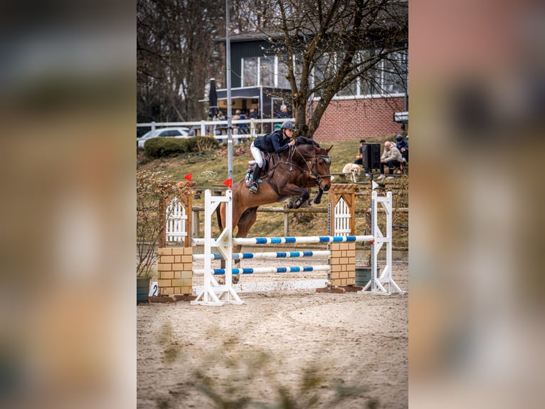 Hannover Castrone 9 Anni 174 cm Baio in Wachtberg