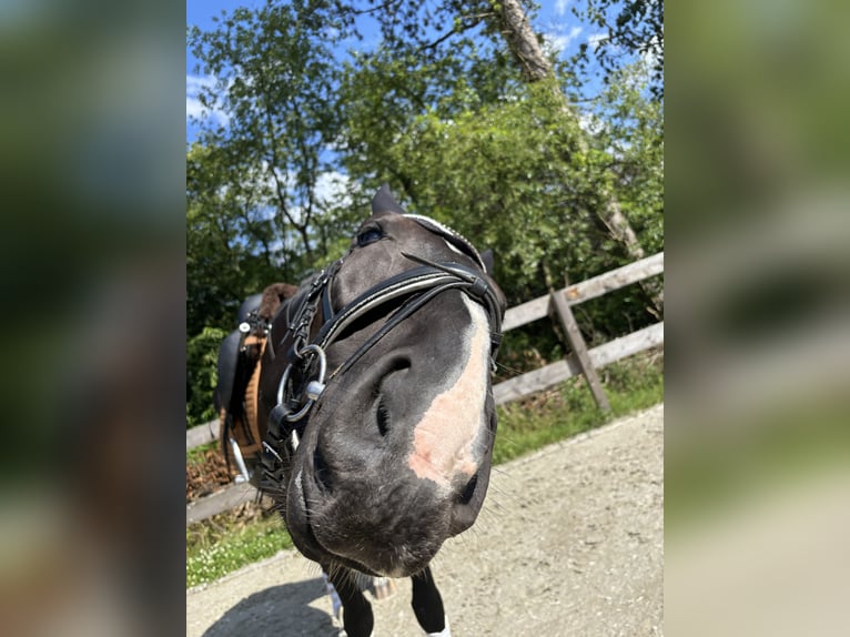 Hannover Castrone 9 Anni 174 cm Baio nero in Eimke