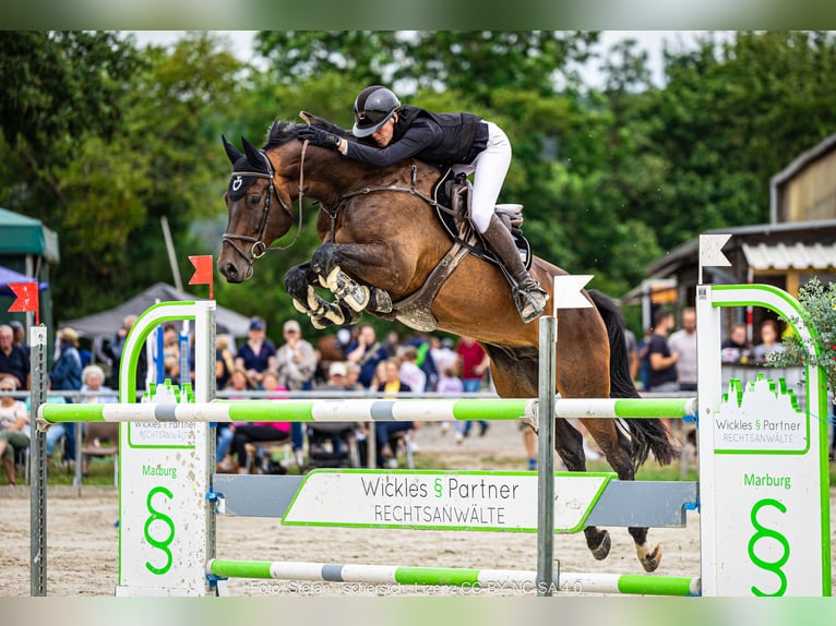 Hannover Castrone 9 Anni 174 cm Baio scuro in Lahntal