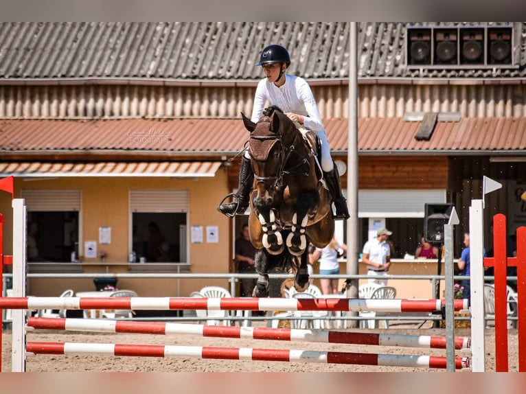 Hannover Castrone 9 Anni 174 cm Baio scuro in Lahntal