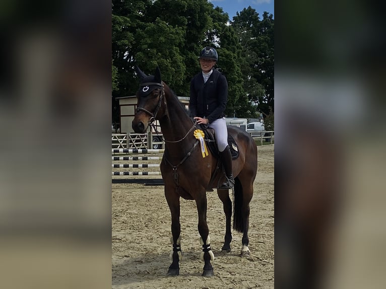 Hannover Castrone 9 Anni 174 cm Baio scuro in Lahntal