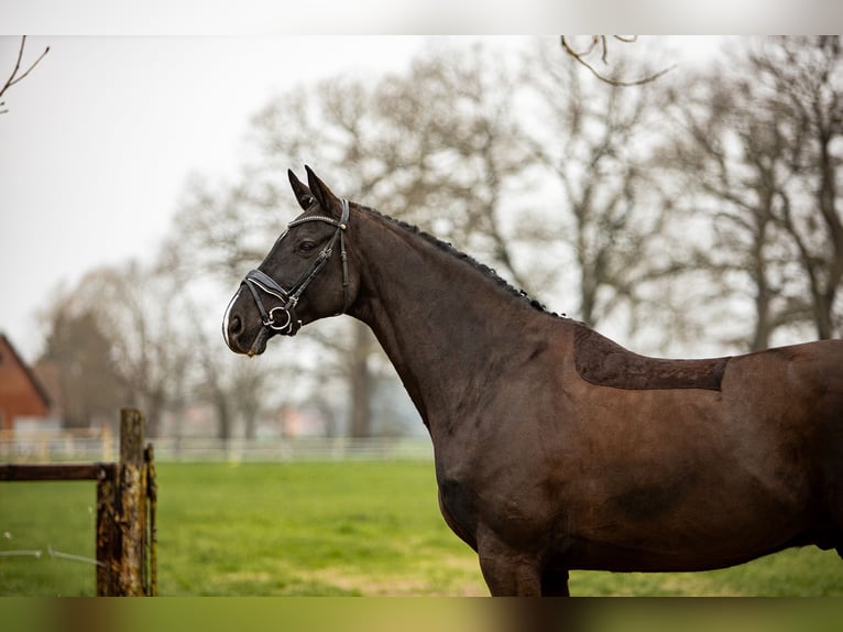 Hannover Castrone 9 Anni 174 cm  in Blender