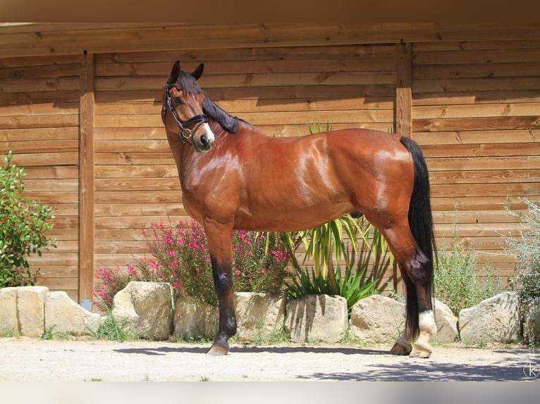Hannover Castrone 9 Anni 175 cm Baio in St Remy de Provence